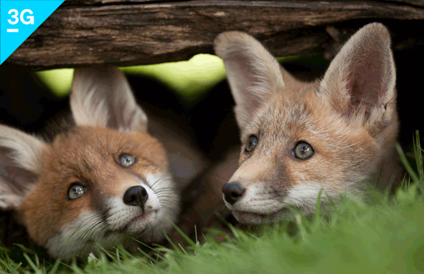 ABGESAGT: Weitsicht Spezial: Wildnis vor der HaustĂĽr - Fuchs, Wildkatze & Co.